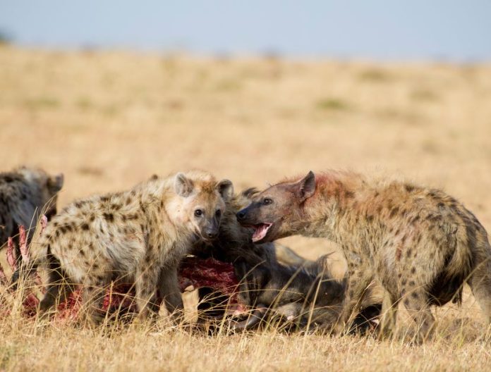 Attacco di iene a Nairobi