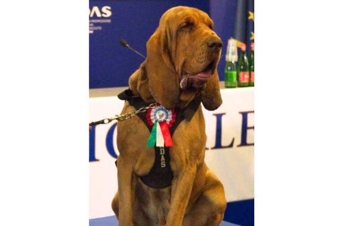 cane eroe Bruno ucciso