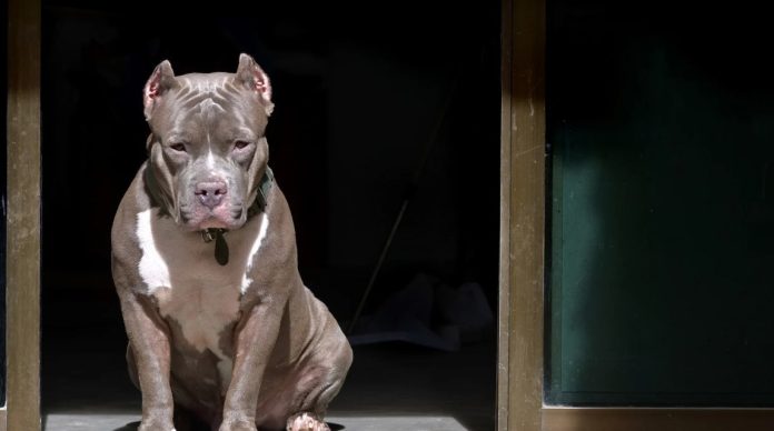 pitbull