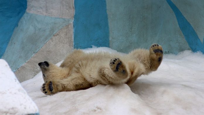 neve allo zoo di Chicago