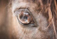 Perugia, cavalli “invisibili” e macellazione clandestina: fissata l’udienza