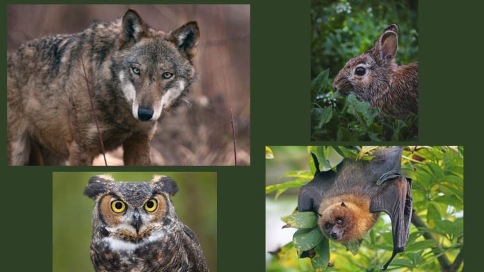 recupero animali selvatici Milano