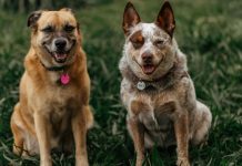 Patentino per i proprietari di cani: in Europa corsi obbligatori per chi adotta