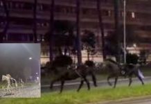 Fuochi durante le prove del 2 Giugno, agente indagato dopo la fuga dei cavalli