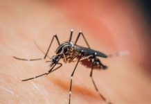 Malaria all’aeroporto di Francoforte, morto un dipendente: sei i casi accertati